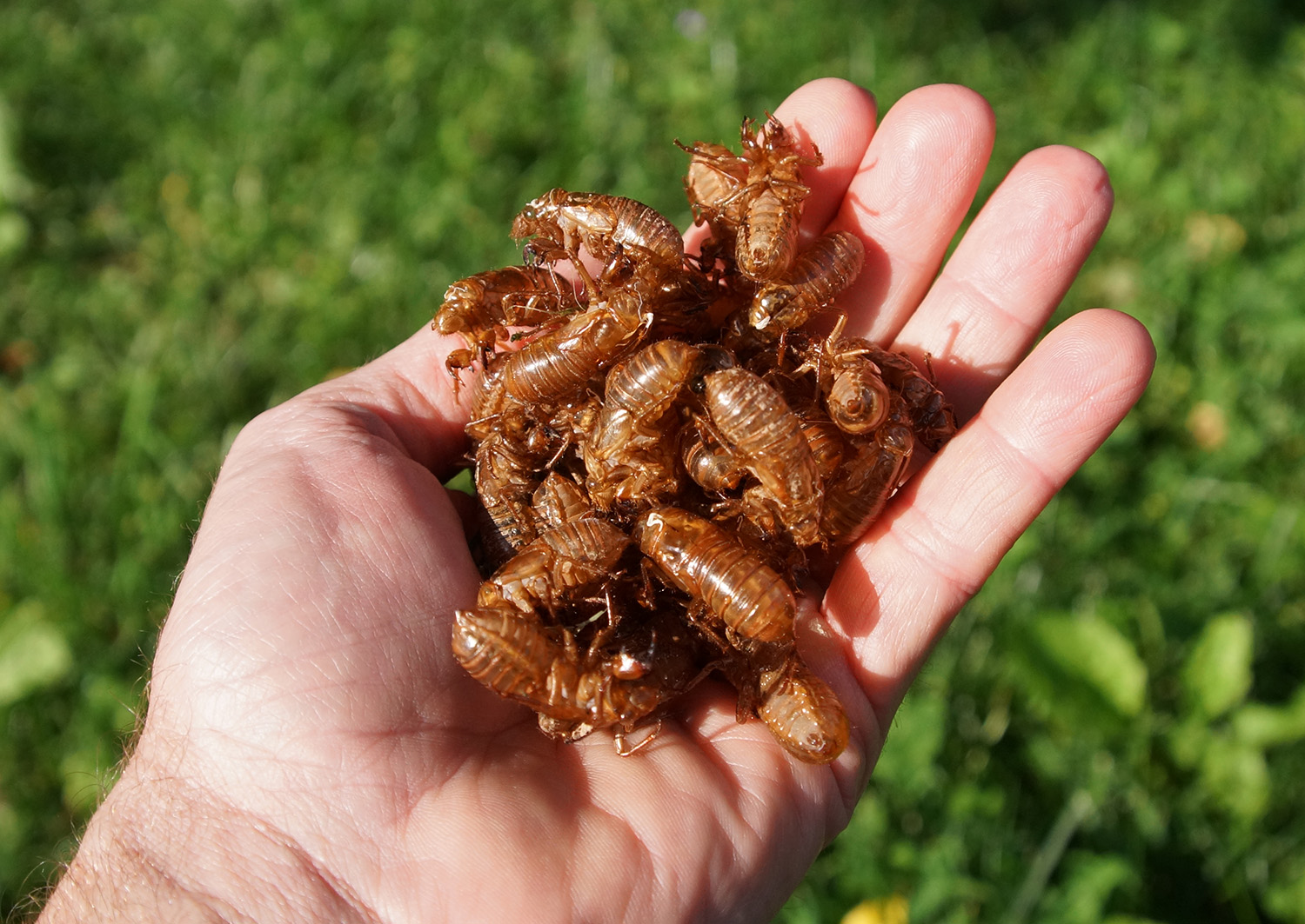 Click to enlarge Cicadas