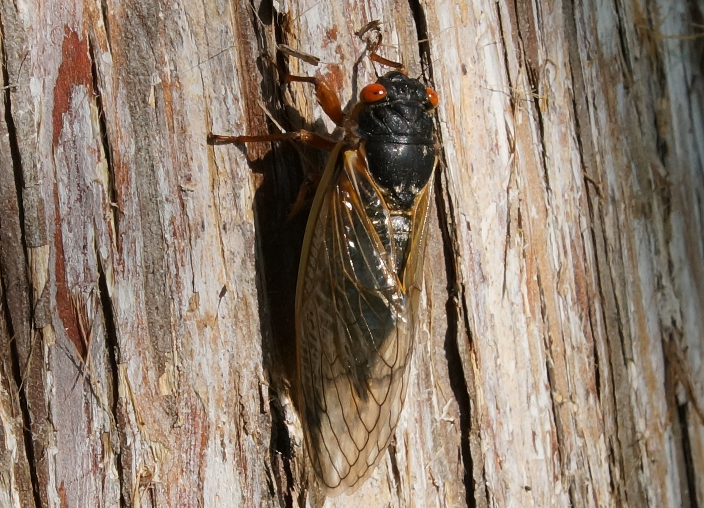 Click to enlarge Cicada