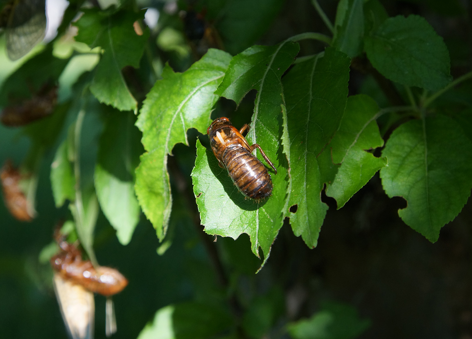 Click to enlarge cicada