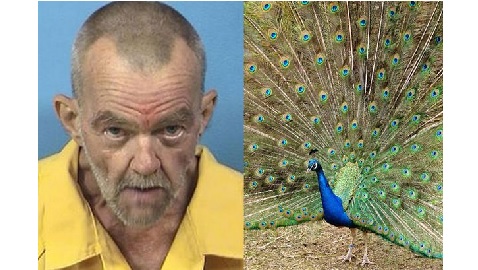 Click to enlarge David and Peacock