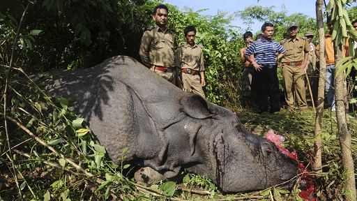Click to enlarge Killed Rhino