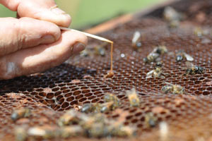 Click to enlarge Rope Test for Foulbrood