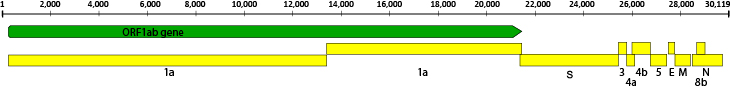 Click to enlarge coronavirus genetics