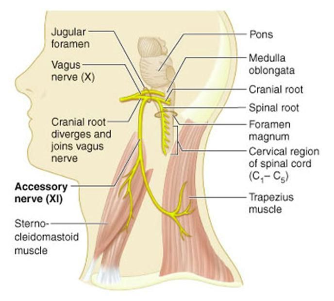 The heart that beats free: the importance of the vagus nerves/cranial