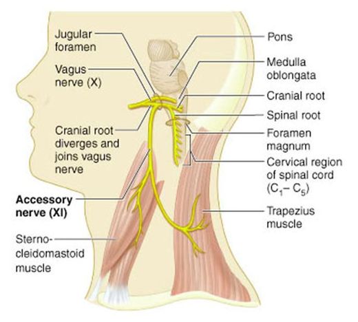 Click to enlarge vagus nerve