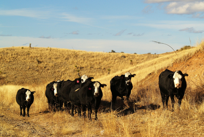 Australian cattle