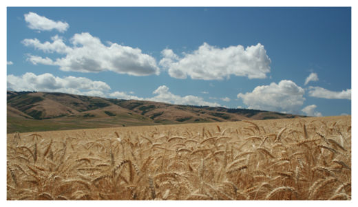 GMO Wheat