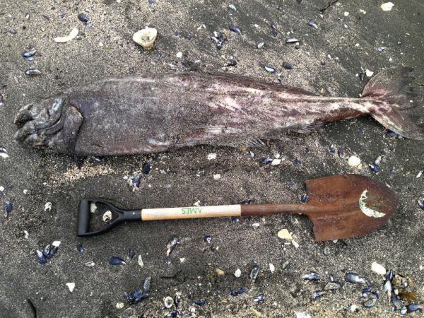 Click to enlarge Ragfish