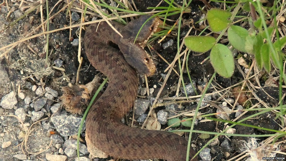 Click to enlarge Image