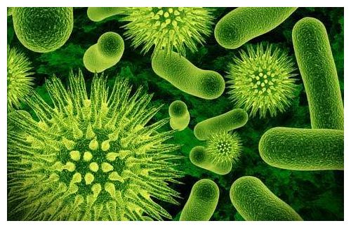  Gut Bacteria 