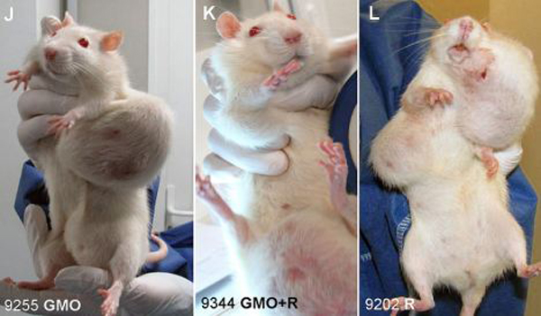 GMO Rats