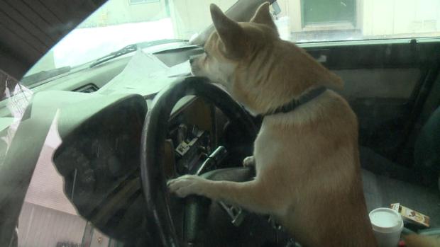 Chihuahua Driving Car!