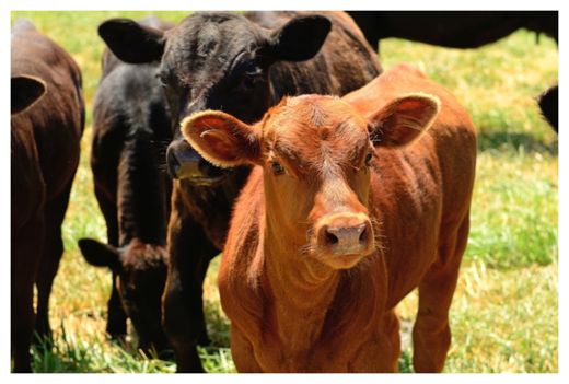 Click to enlarge Cows