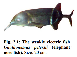 Click to enlarge Peters' elephantnose fish