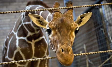 Copenhagen zoo's giraffe named Marius, before he was killed, dissected and eaten by lions
