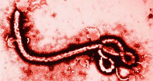 Virus Ebola