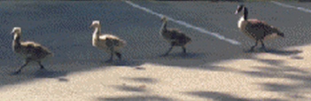 Click to enlarge Geese