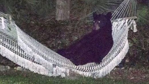 bear hammock
