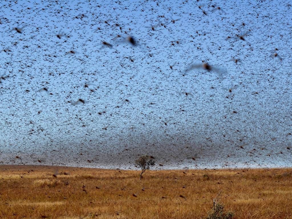 Madagascar once again struck by locust plague -- Earth Changes -- Sott.net