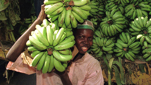 GMO bananas uganda