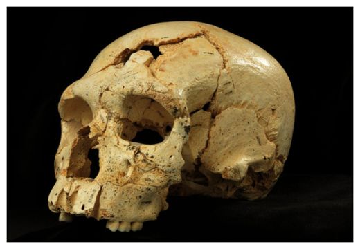 Hominin skull