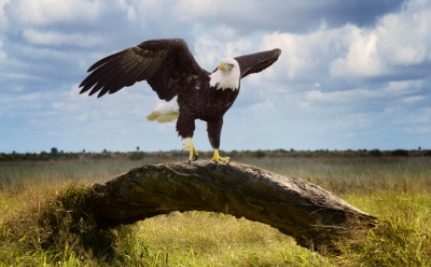 Click to enlarge eagle