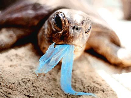 turtle eats plastic bag