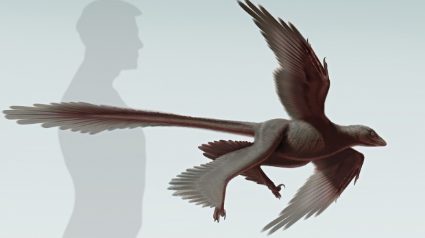 four-winged dinosaur