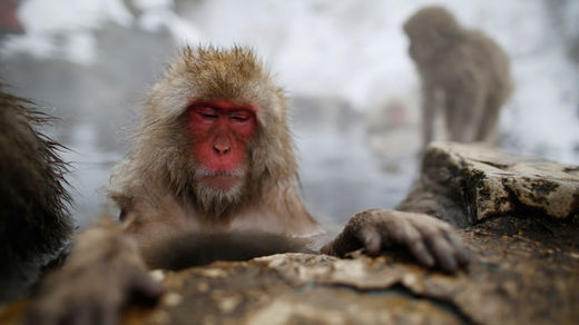 fukushima monkeys