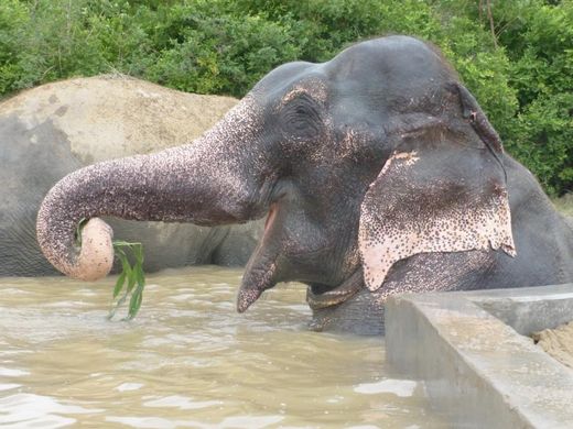 Raju crying elephant