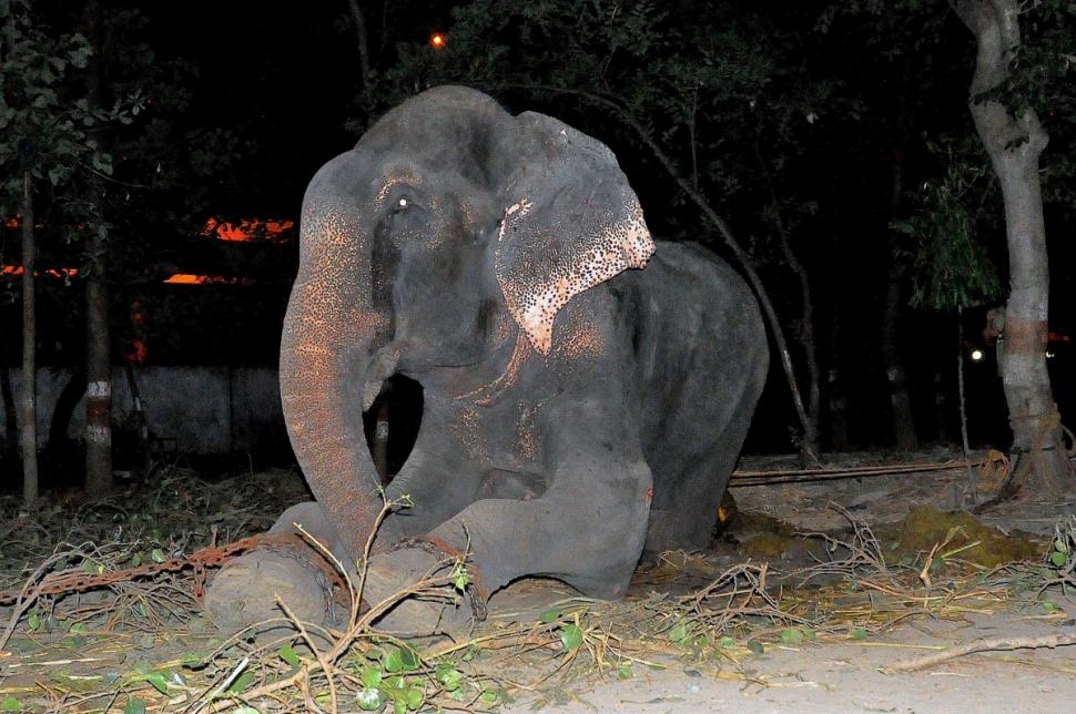Raju elephant