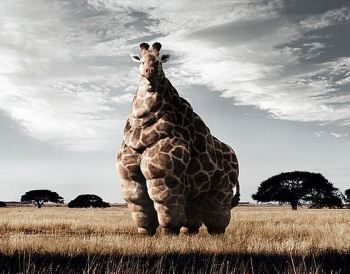Fast Food hits Africa