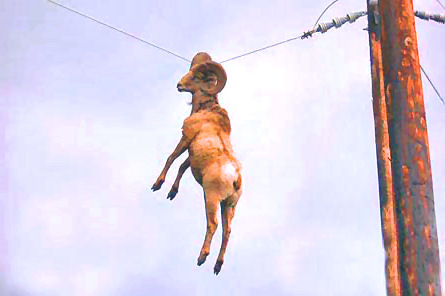Quantum Jumps