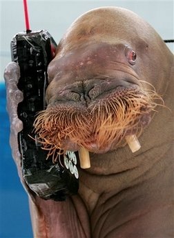 Terrorist Walrus