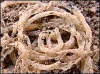 Neolithic Noodles