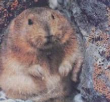 lemming.jpg (8768 bytes)