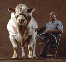 SuperCow