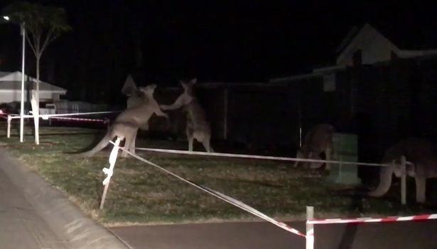 kangaroo brawl