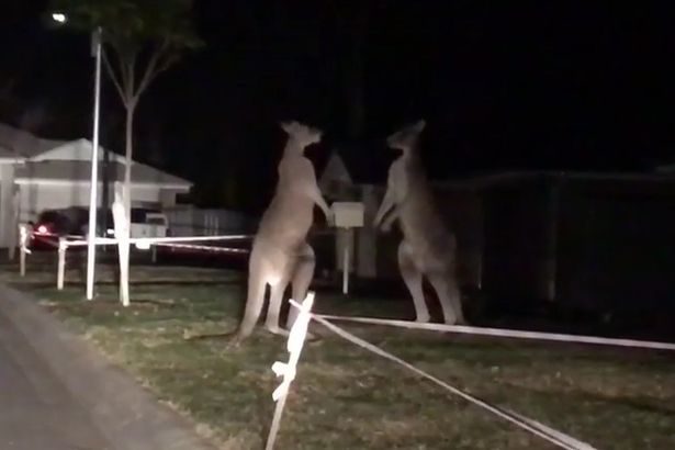kangaroos fight australia