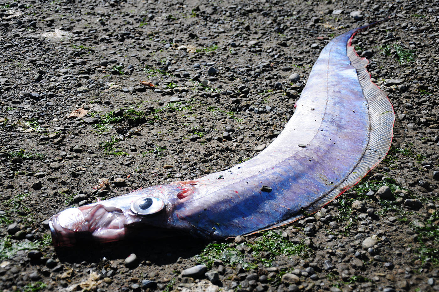 The strange fish was nearly three meters long and had no scales to be seen.
