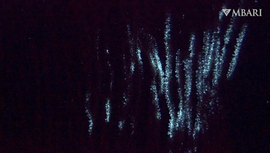 bioluminescence deep sea coral