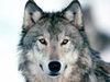 Wildgraywolf