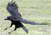 Crow