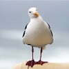 Gus