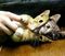 psychokitty190