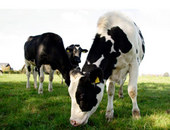 Click to enlarge Farm cows