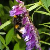 Click to enlarge bees