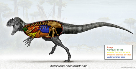 Birdlike dinosaur