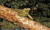 Iguana Branch