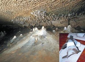Click to enlarge Small white stalagmites
